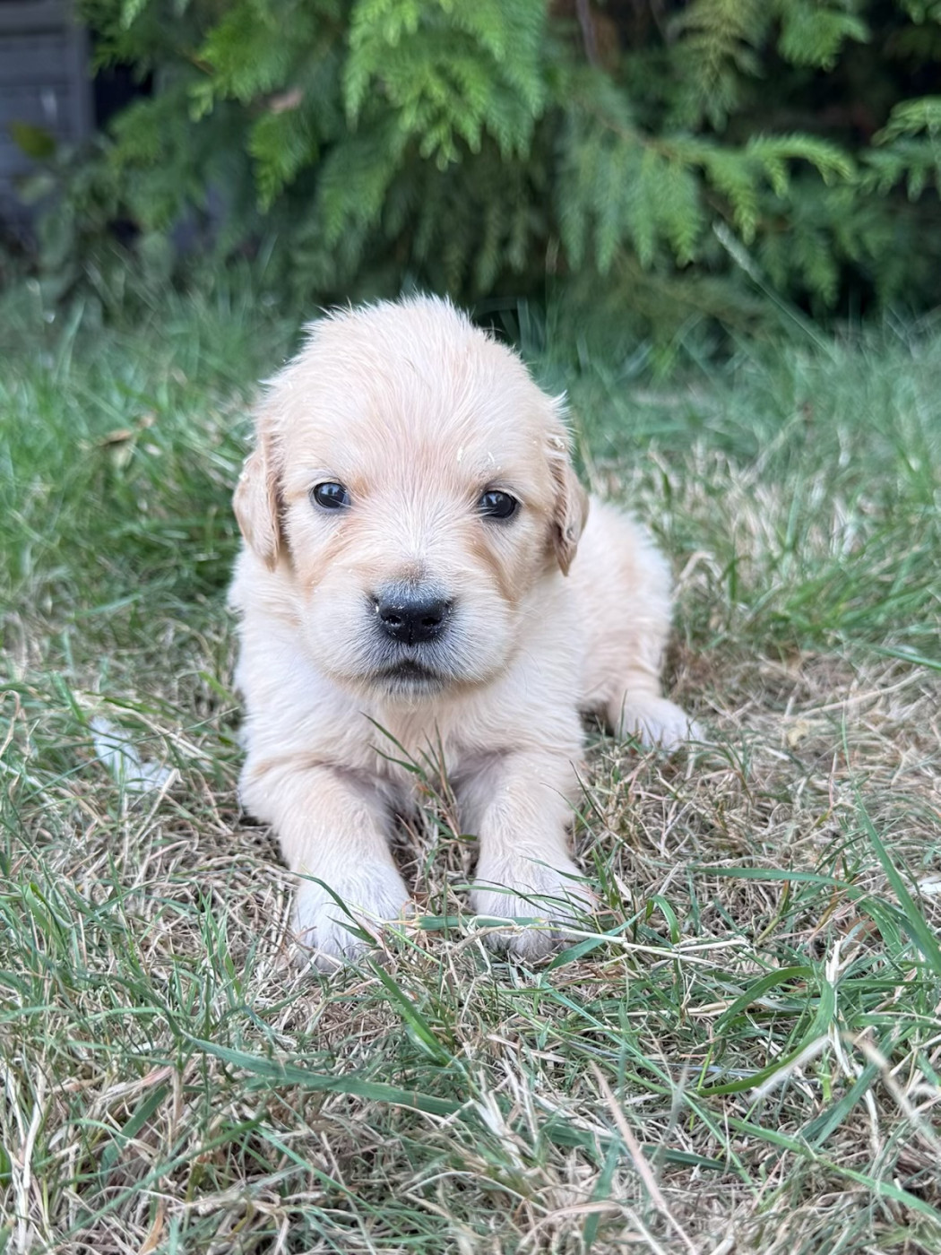 du moulin de madjurie - Chiots disponibles - Golden Retriever