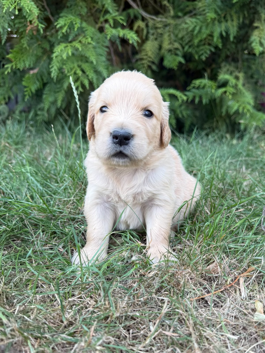 du moulin de madjurie - Chiots disponibles - Golden Retriever