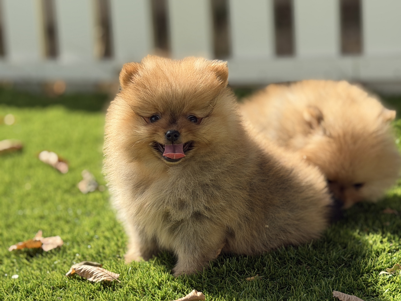 du moulin de madjurie - Chiots disponibles - Spitz allemand