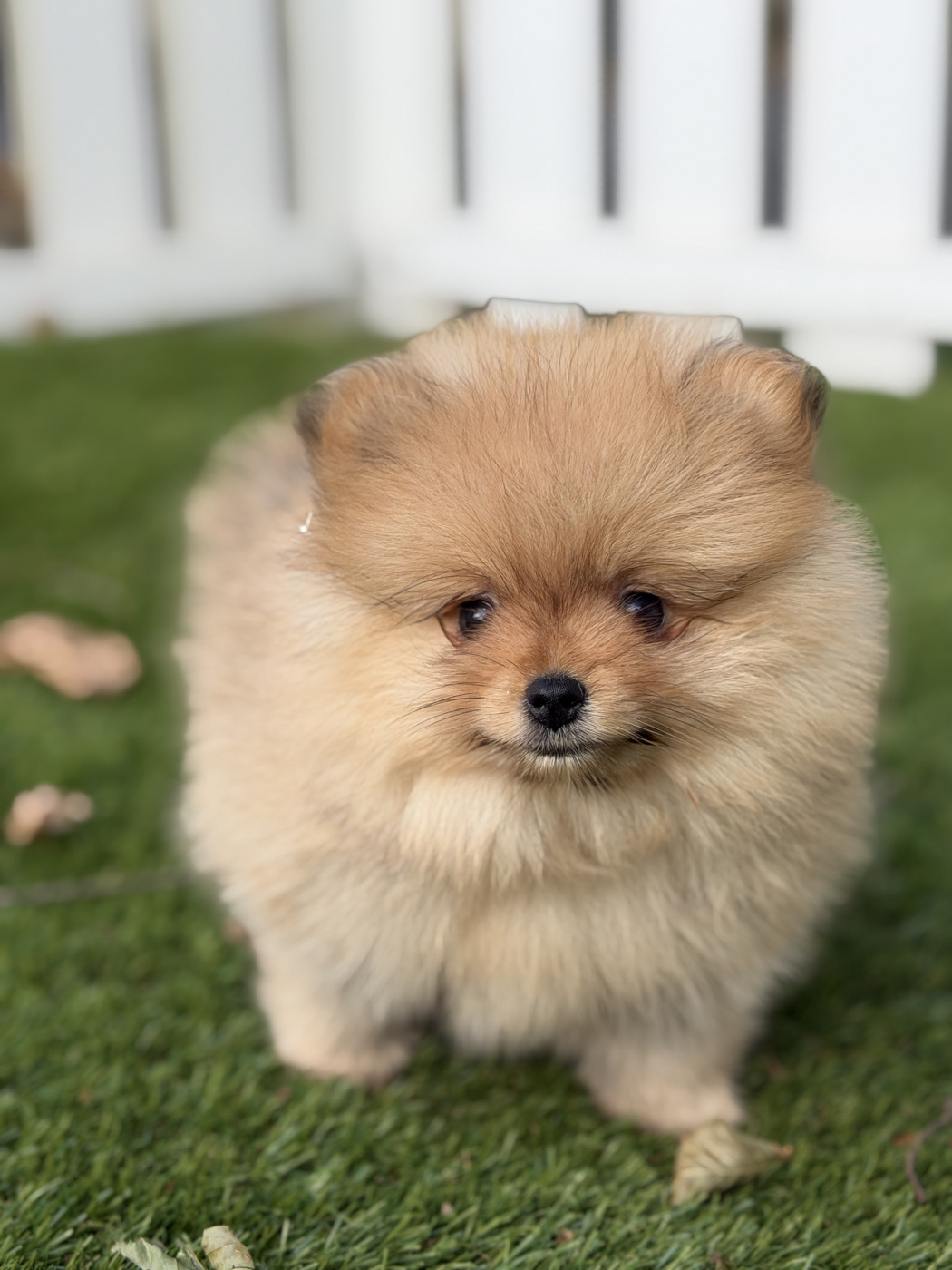 du moulin de madjurie - Chiots disponibles - Spitz allemand