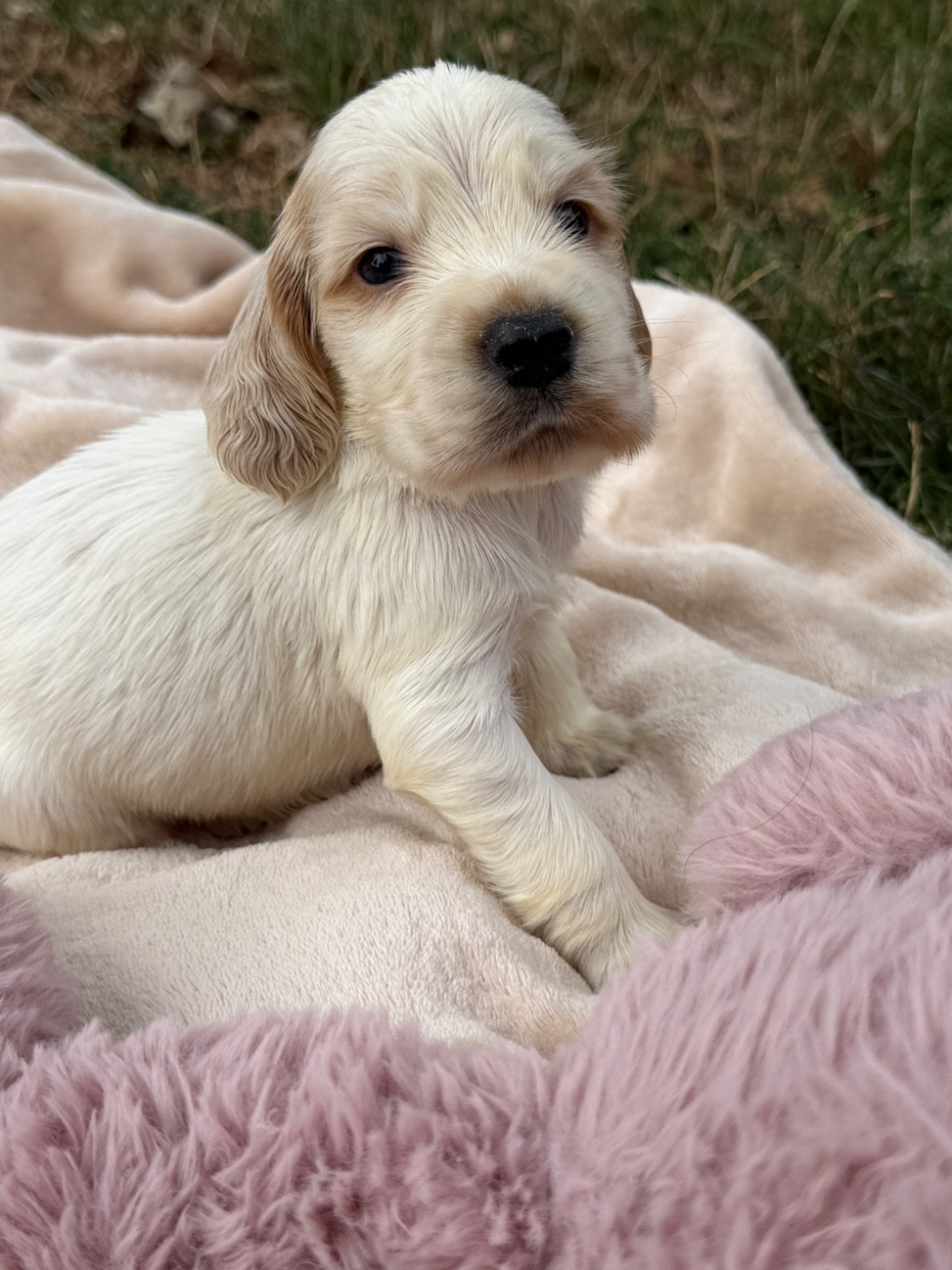 du moulin de madjurie - Chiots disponibles - Cocker Spaniel Anglais