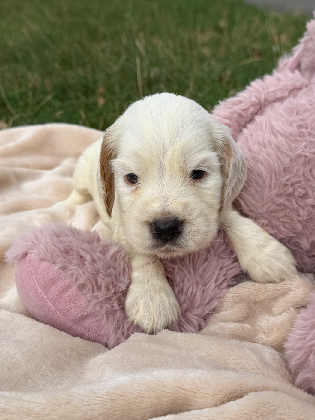 du moulin de madjurie - Chiots disponibles - Cocker Spaniel Anglais