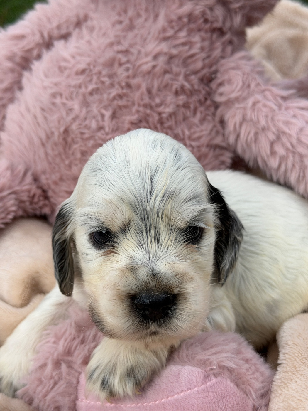 du moulin de madjurie - Chiots disponibles - Cocker Spaniel Anglais