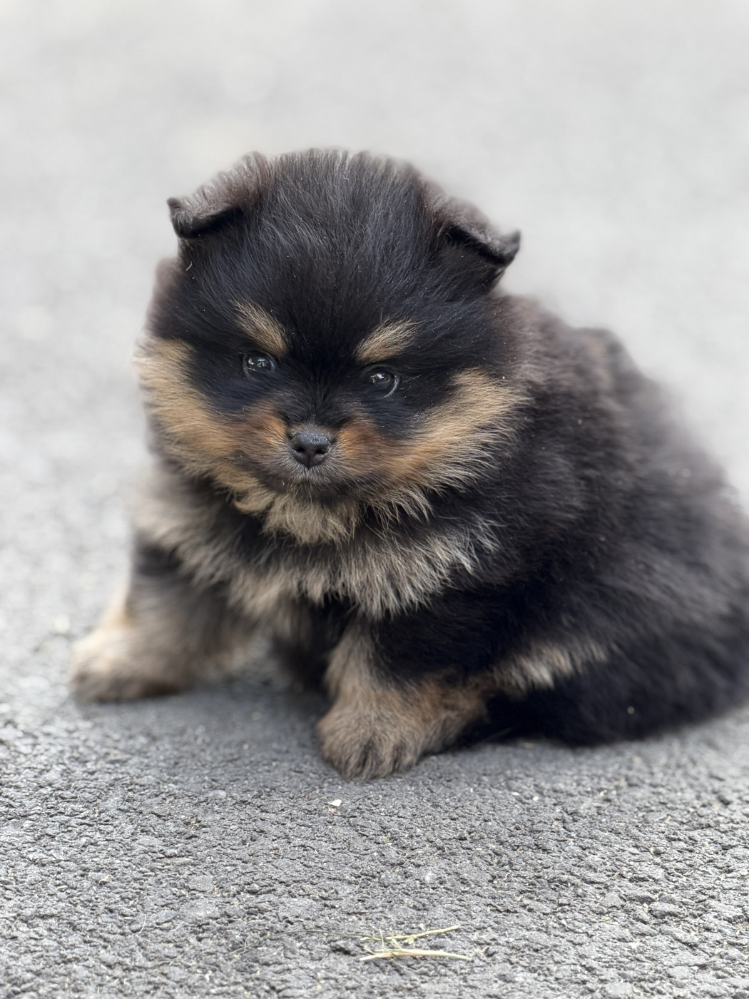 du moulin de madjurie - Chiots disponibles - Spitz allemand