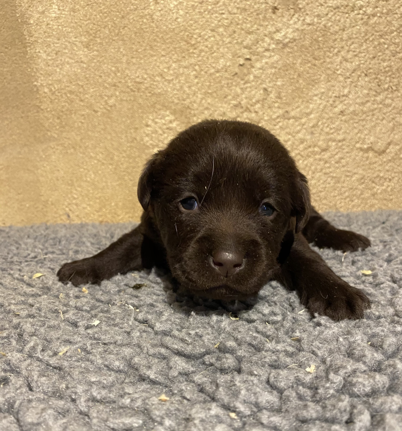 du moulin de madjurie - Chiots disponibles - Labrador Retriever