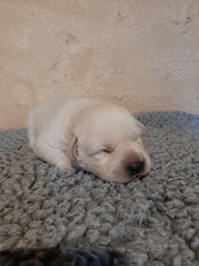 du moulin de madjurie - Chiots disponibles - Labrador Retriever
