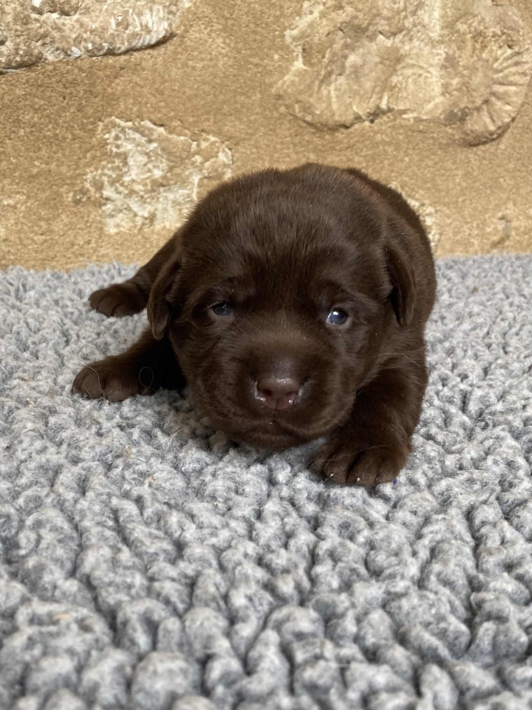 du moulin de madjurie - Chiots disponibles - Labrador Retriever
