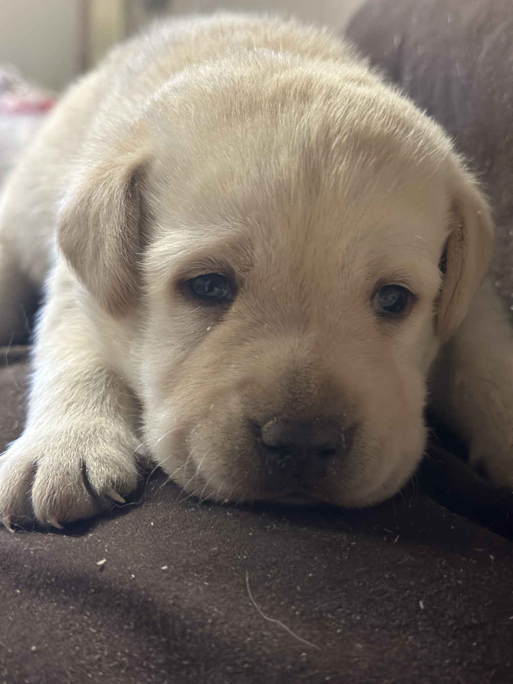 du moulin de madjurie - Chiots disponibles - Labrador Retriever