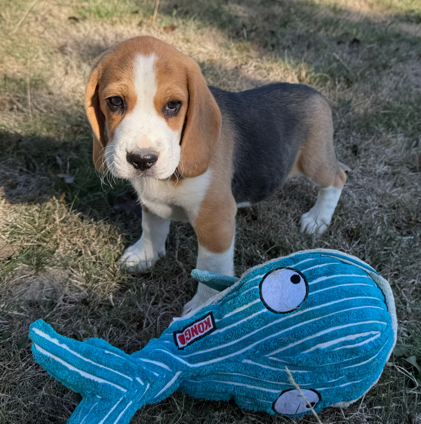 du moulin de madjurie - Chiots disponibles - Beagle