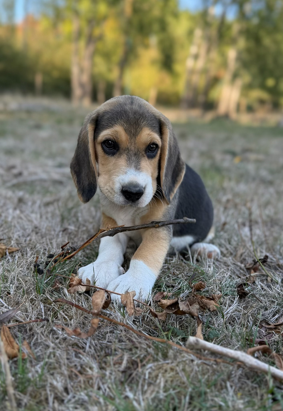 du moulin de madjurie - Chiots disponibles - Beagle