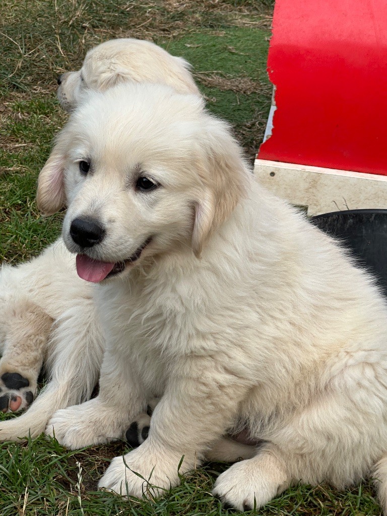 du moulin de madjurie - Chiots disponibles - Golden Retriever