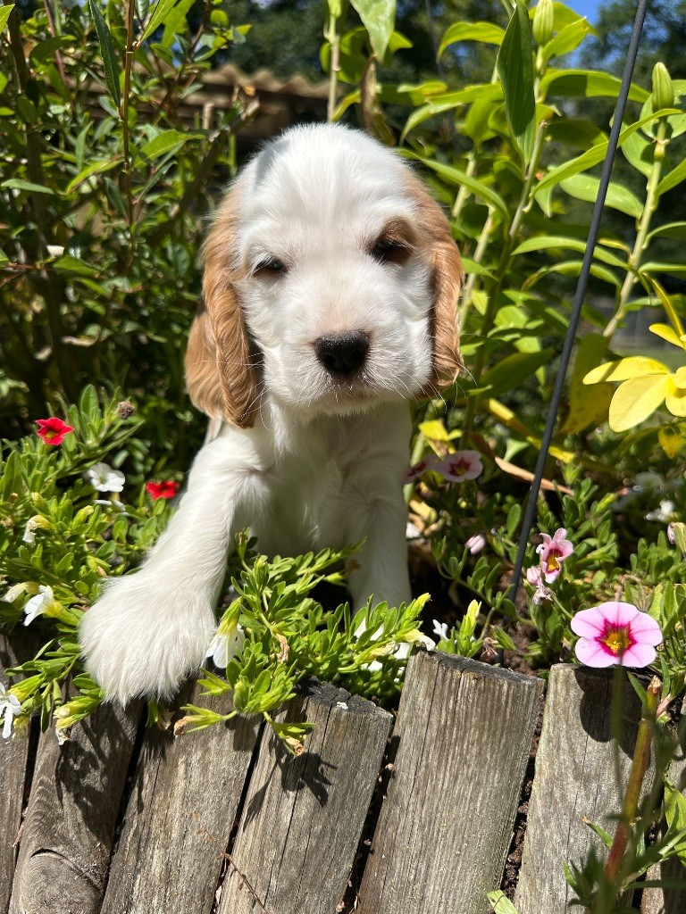du moulin de madjurie - Chiots disponibles - Cocker Spaniel Anglais