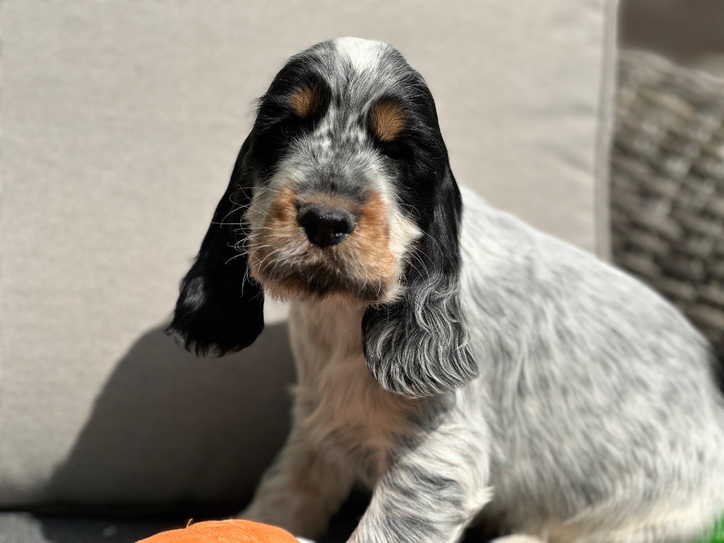 du moulin de madjurie - Chiots disponibles - Cocker Spaniel Anglais