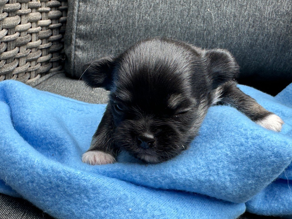 du moulin de madjurie - Chiots disponibles - Chihuahua