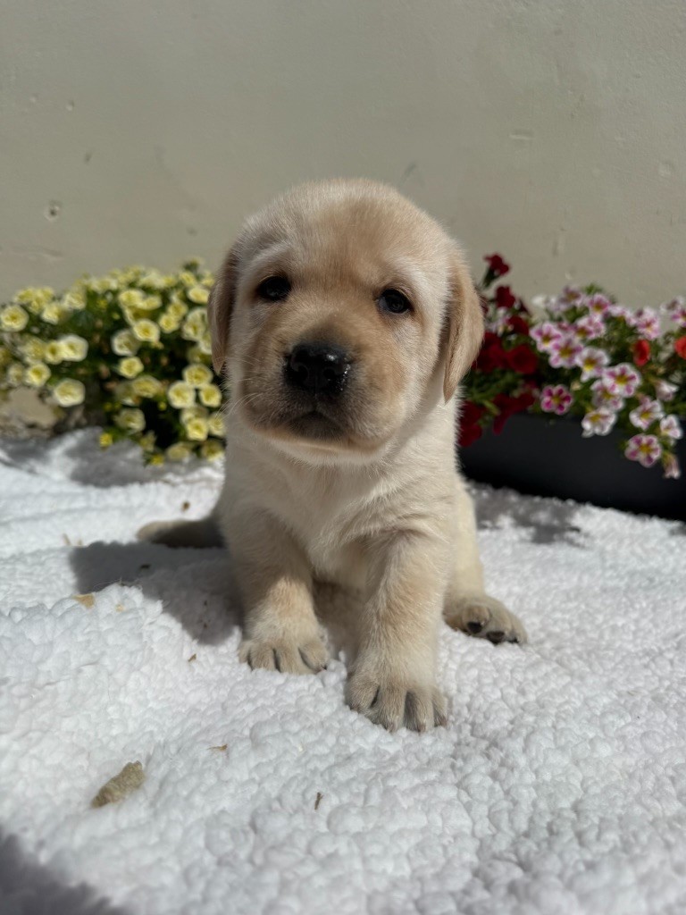 du moulin de madjurie - Chiots disponibles - Labrador Retriever