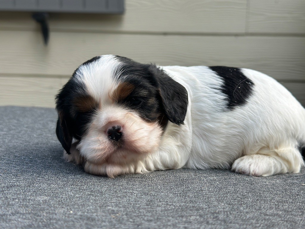 du moulin de madjurie - Chiots disponibles - Cavalier King Charles Spaniel