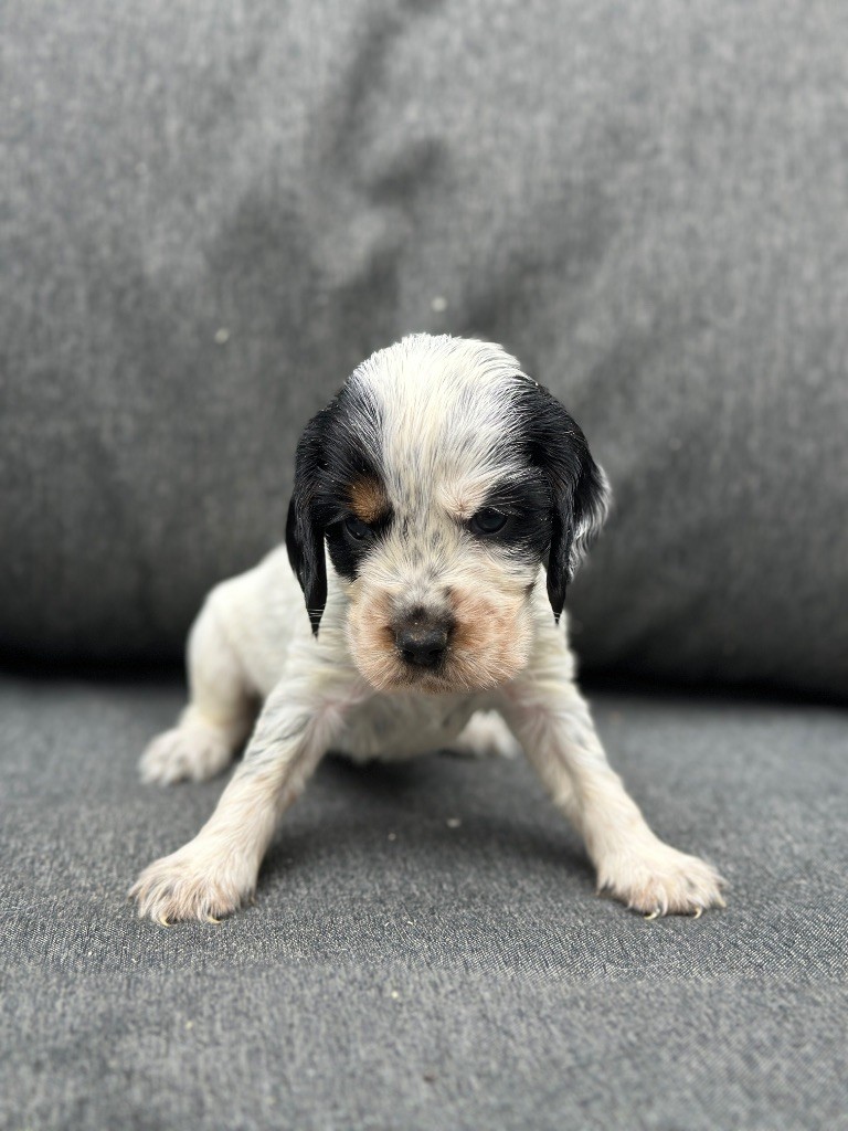 du moulin de madjurie - Chiots disponibles - Cocker Spaniel Anglais