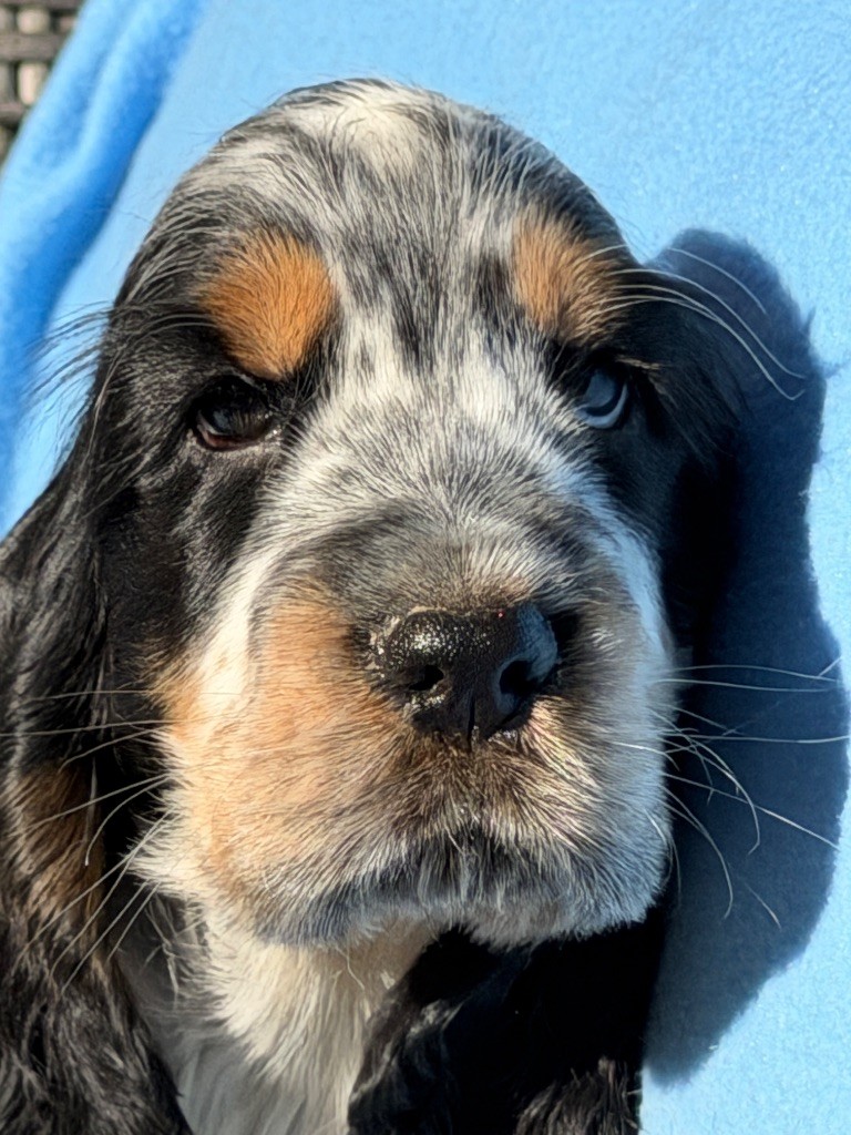du moulin de madjurie - Chiots disponibles - Cocker Spaniel Anglais