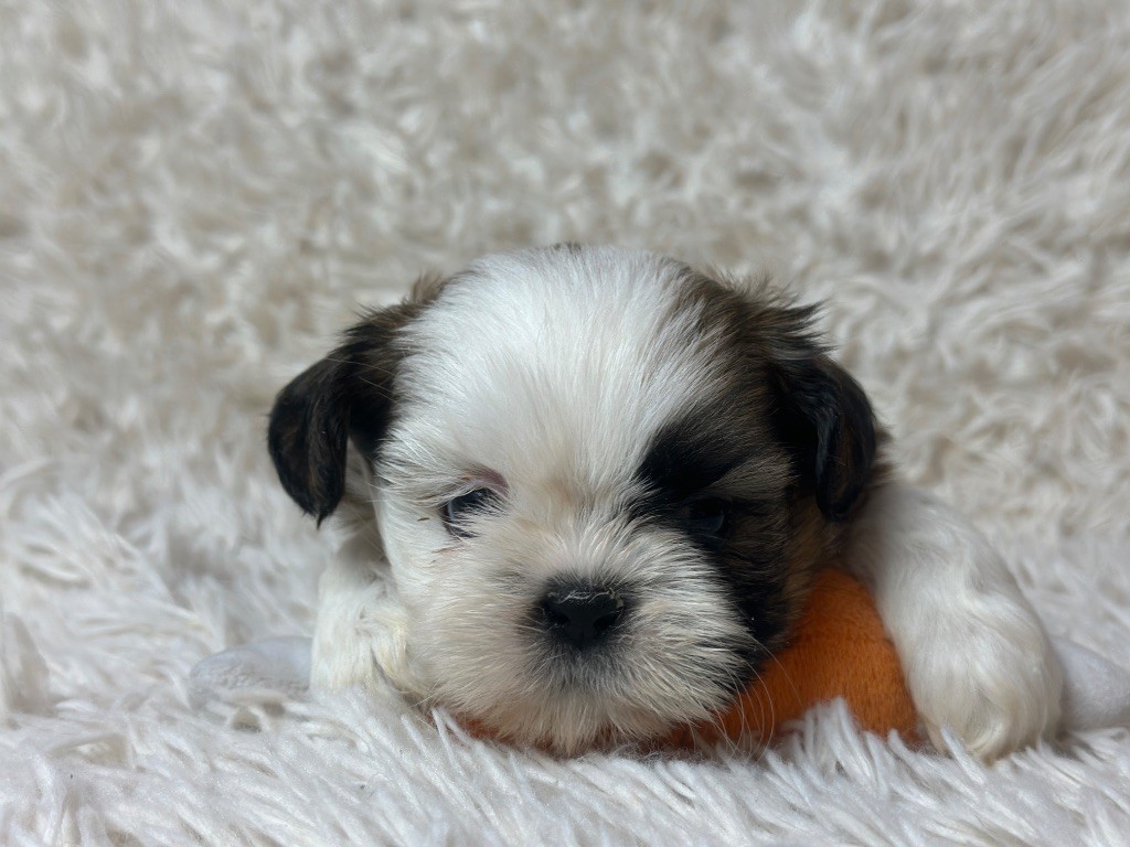 du moulin de madjurie - Chiots disponibles - Shih Tzu