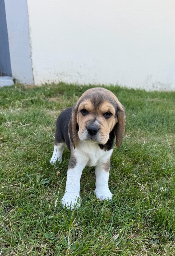 du moulin de madjurie - Chiots disponibles - Beagle