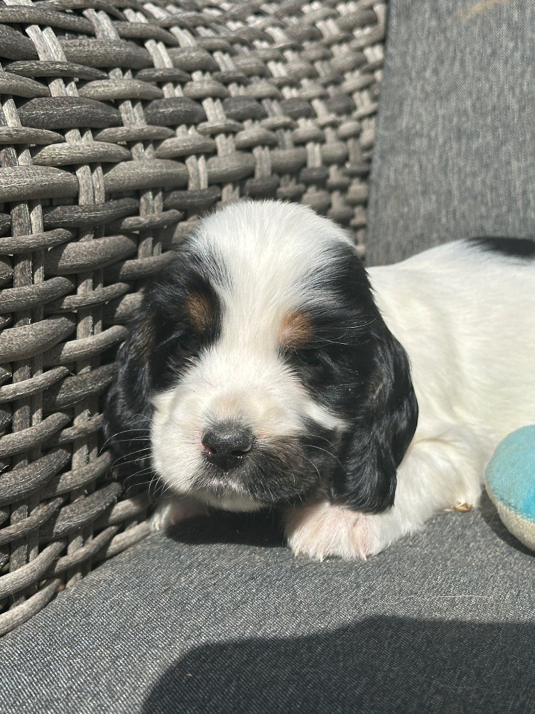 du moulin de madjurie - Chiots disponibles - Cocker Spaniel Anglais