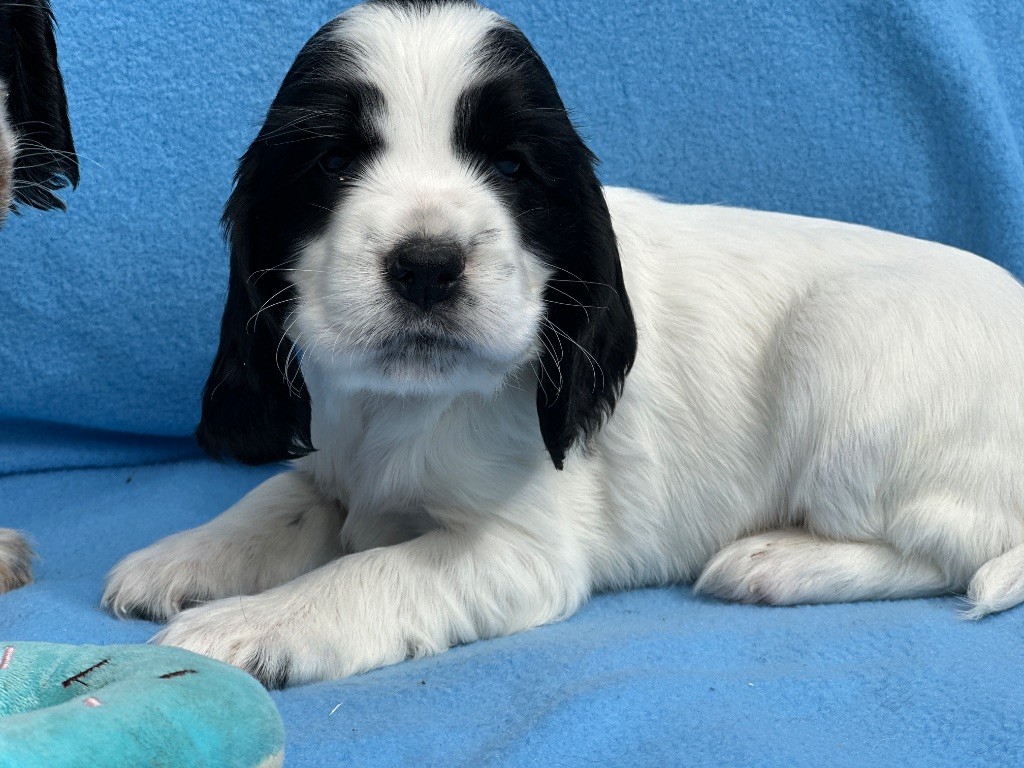 CHIOT 8