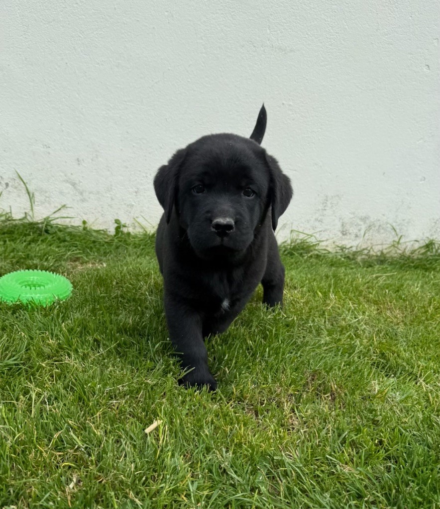 du moulin de madjurie - Chiots disponibles - Labrador Retriever