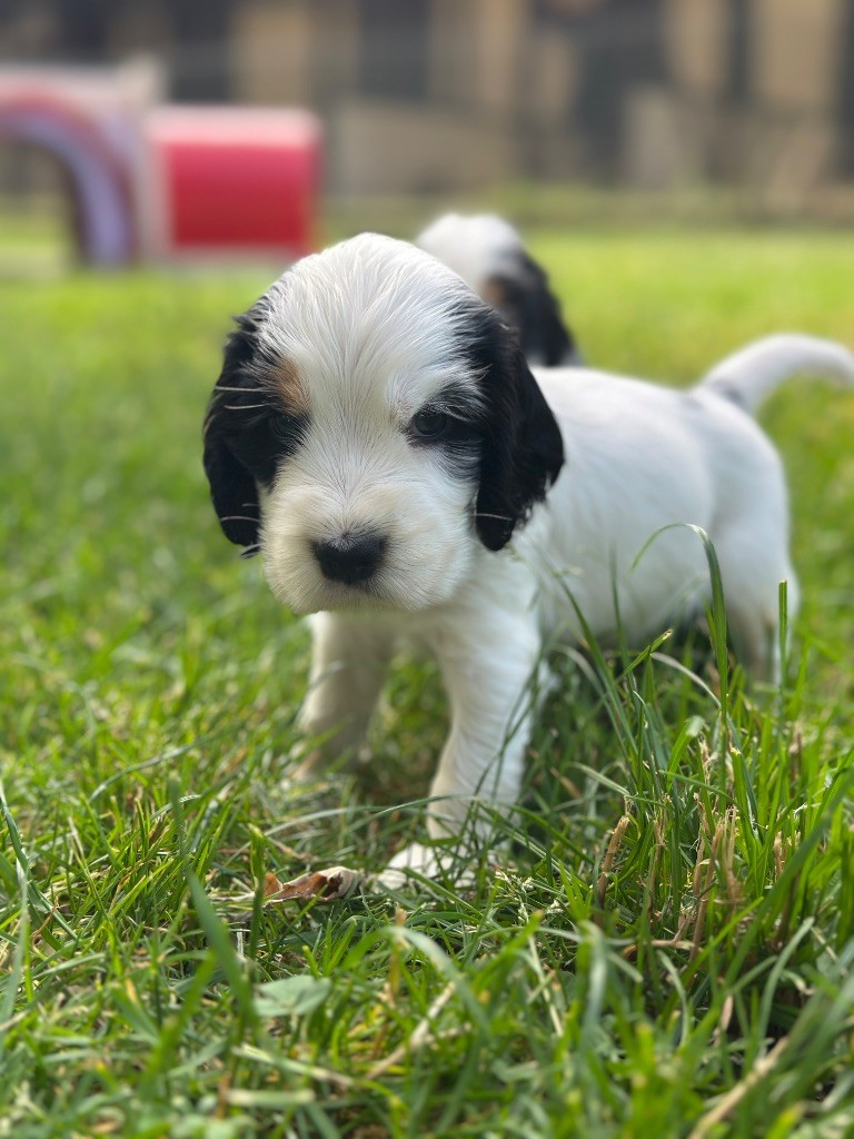 du moulin de madjurie - Chiots disponibles - Cocker Spaniel Anglais