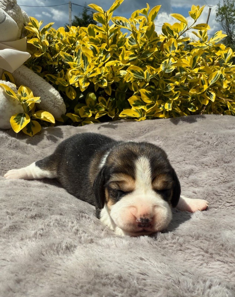 du moulin de madjurie - Chiots disponibles - Beagle
