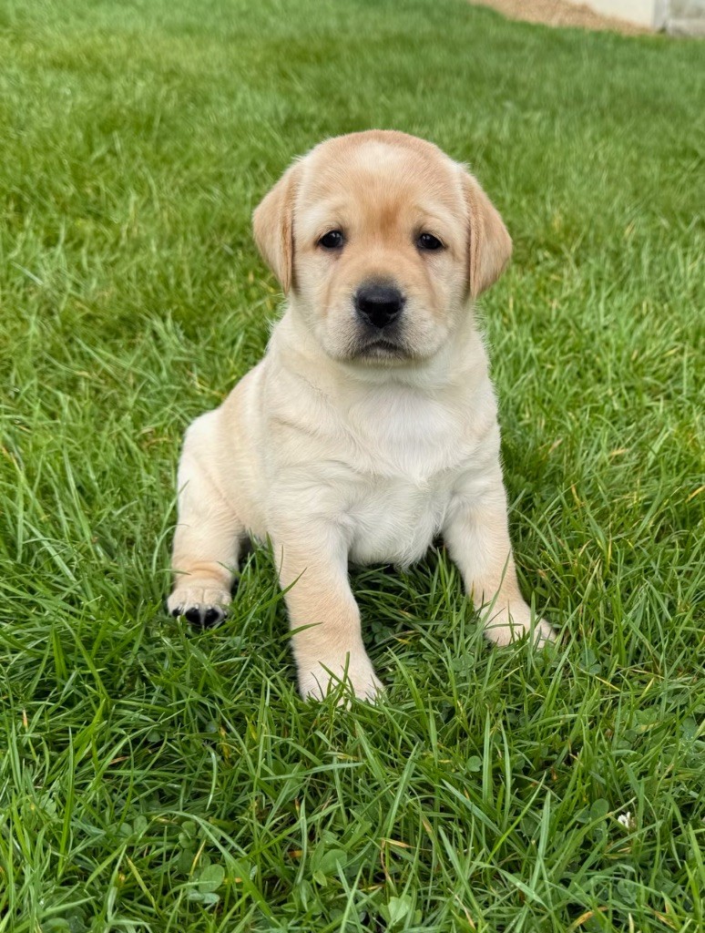 du moulin de madjurie - Chiots disponibles - Labrador Retriever
