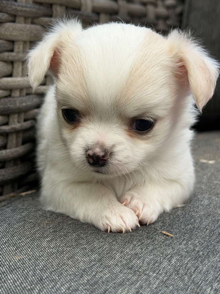 du moulin de madjurie - Chiots disponibles - Chihuahua