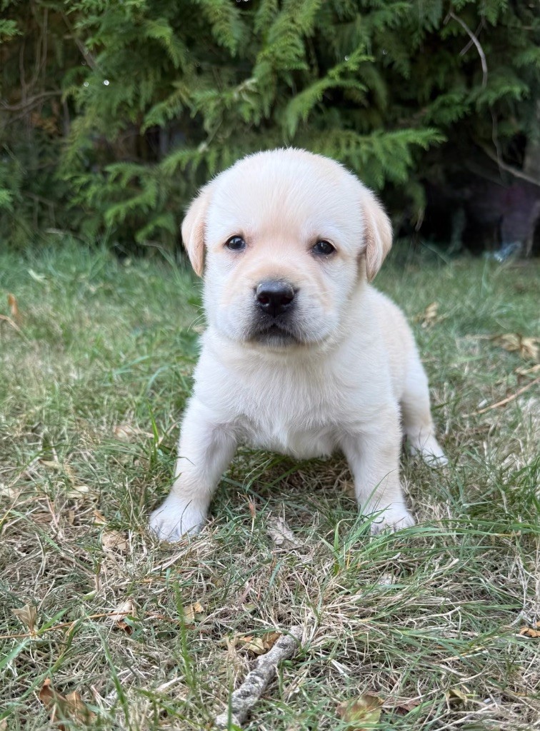 du moulin de madjurie - Chiots disponibles - Labrador Retriever