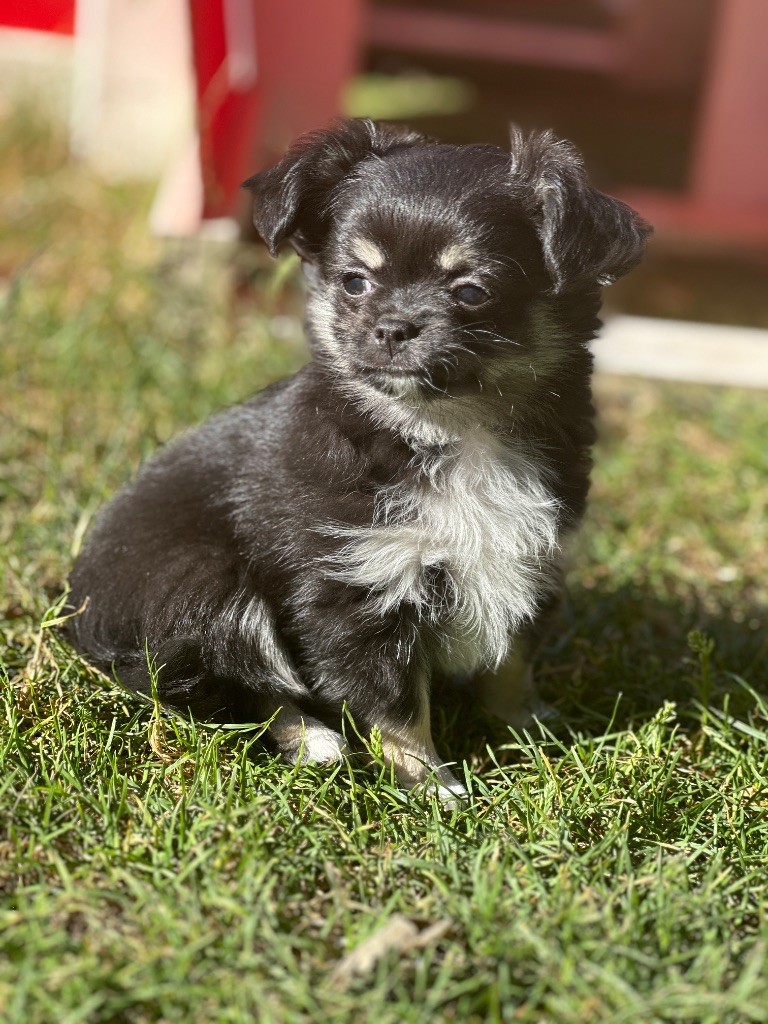 du moulin de madjurie - Chiots disponibles - Chihuahua