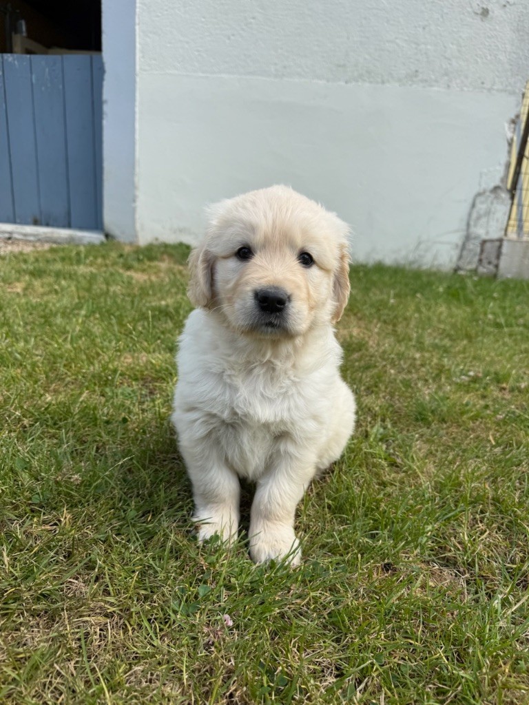 du moulin de madjurie - Chiots disponibles - Golden Retriever