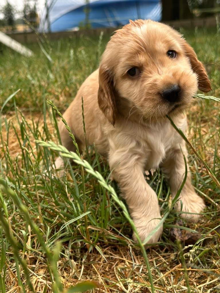 du moulin de madjurie - Chiots disponibles - Cocker Spaniel Anglais