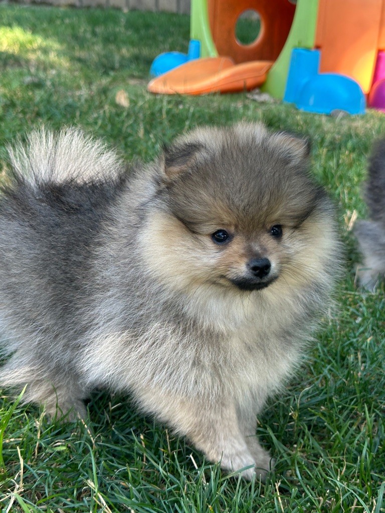 du moulin de madjurie - Chiots disponibles - Spitz allemand