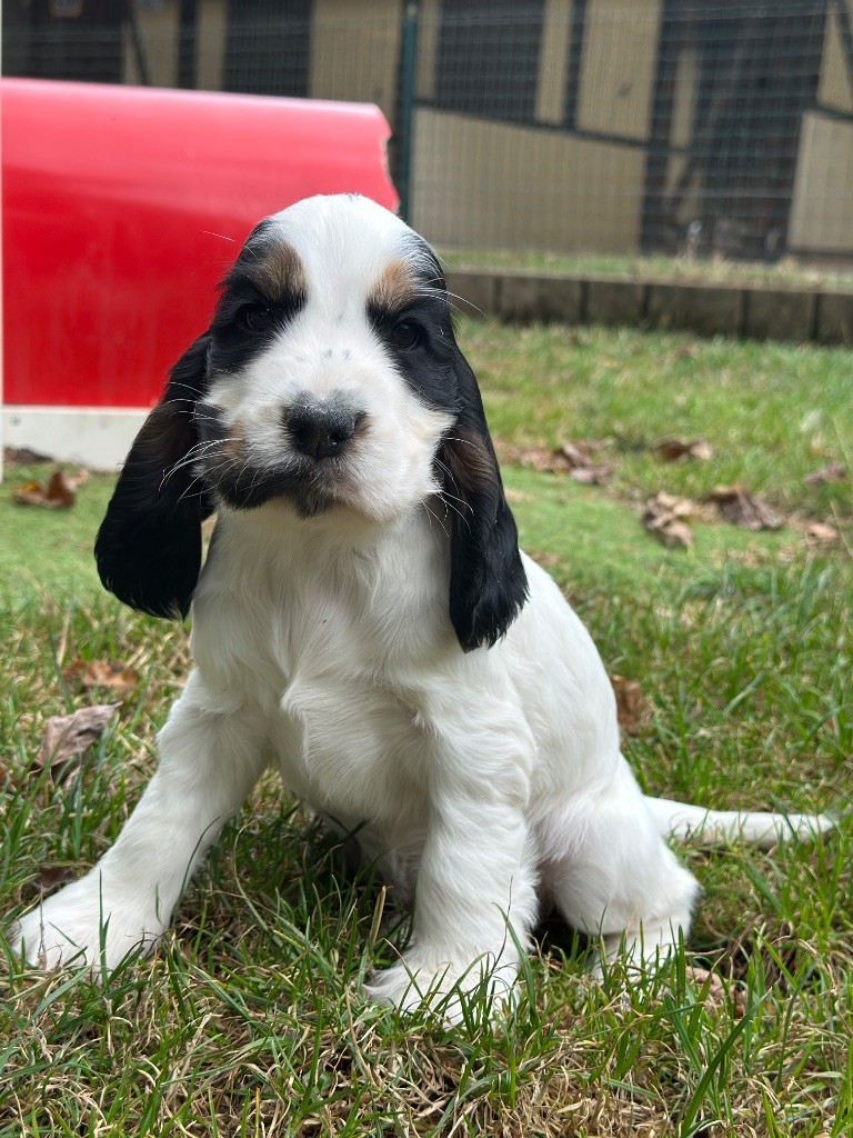 du moulin de madjurie - Chiots disponibles - Cocker Spaniel Anglais
