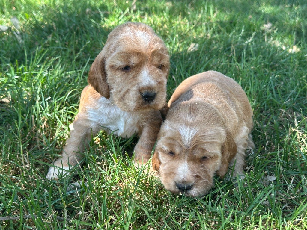 du moulin de madjurie - Chiots disponibles - Cocker Spaniel Anglais