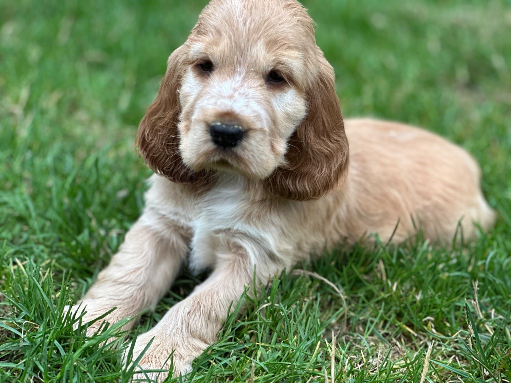 du moulin de madjurie - Chiots disponibles - Cocker Spaniel Anglais