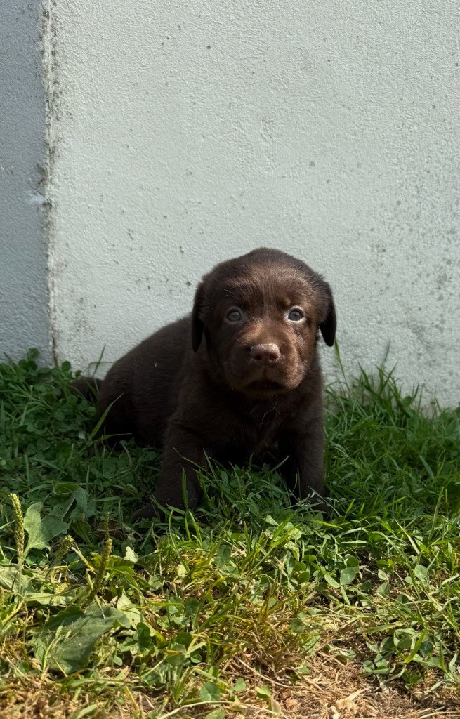 du moulin de madjurie - Chiots disponibles - Labrador Retriever