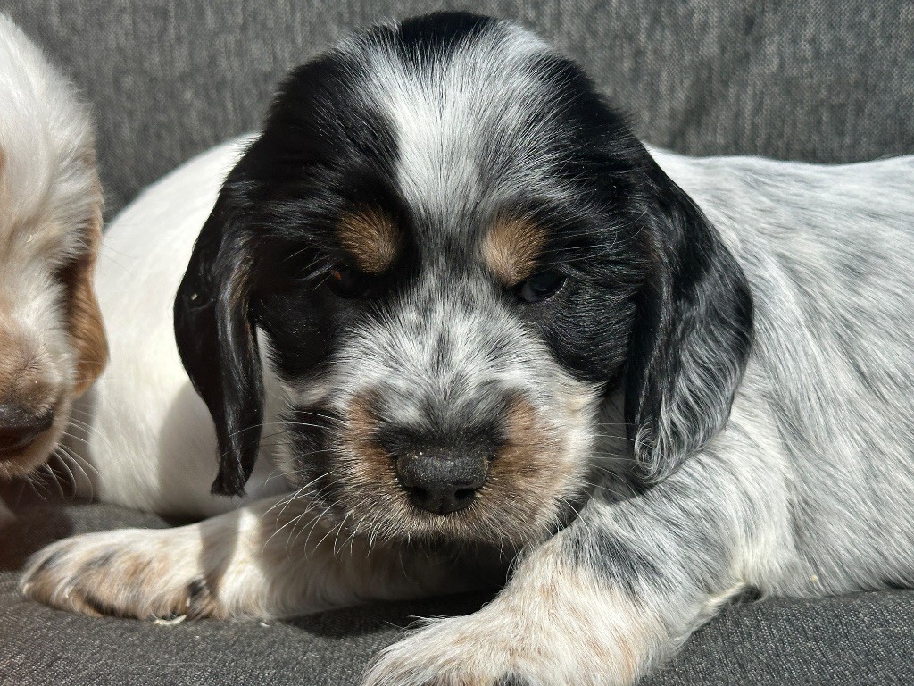 du moulin de madjurie - Chiots disponibles - Cocker Spaniel Anglais