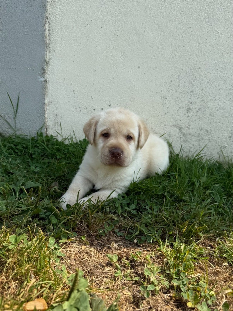 du moulin de madjurie - Chiots disponibles - Labrador Retriever