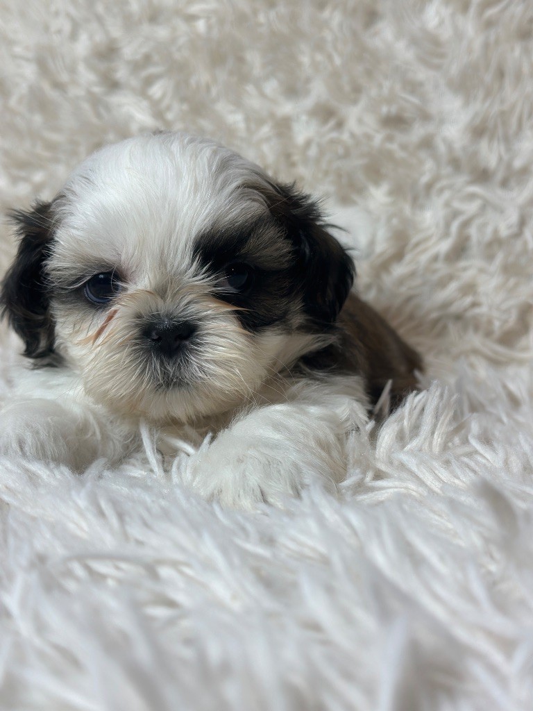 du moulin de madjurie - Chiots disponibles - Shih Tzu