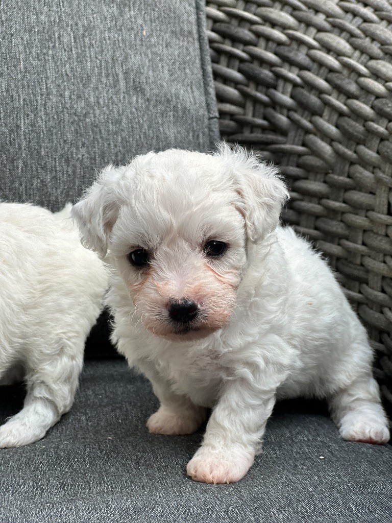du moulin de madjurie - Chiots disponibles - Bichon Frise