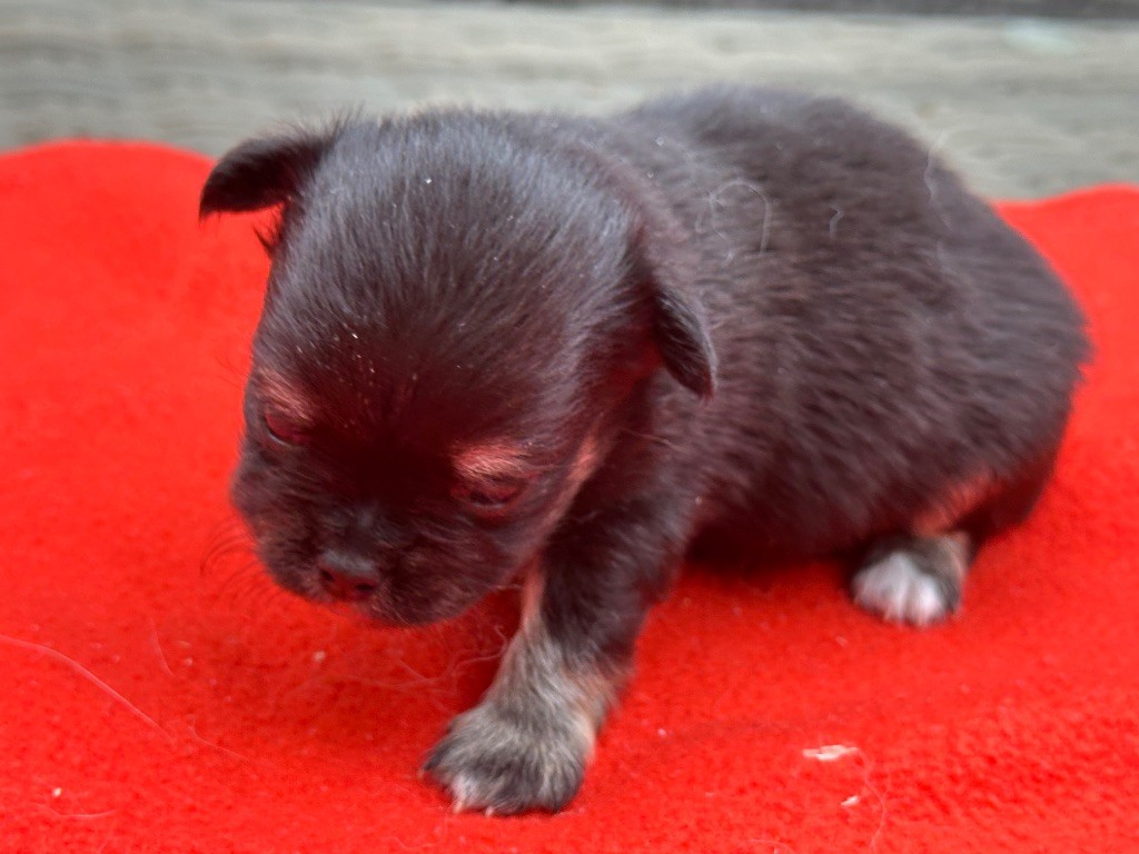 du moulin de madjurie - Chiots disponibles - Chihuahua