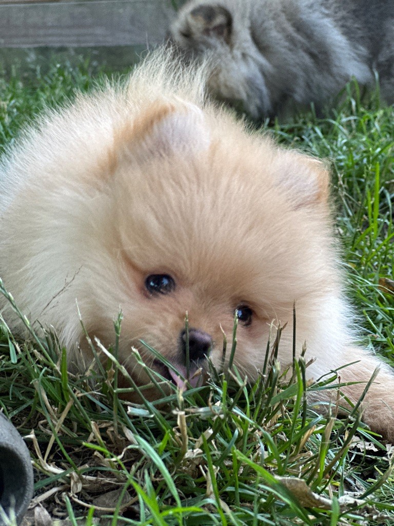 du moulin de madjurie - Chiots disponibles - Spitz allemand
