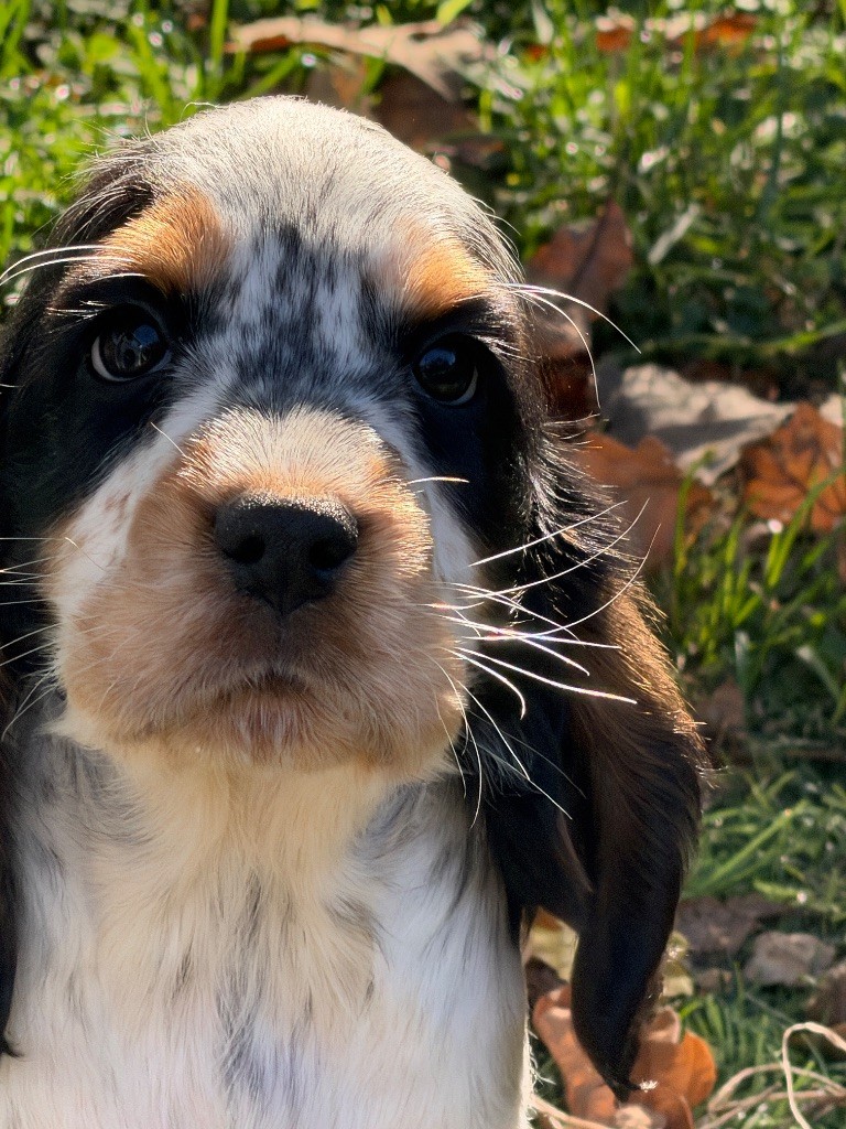 du moulin de madjurie - Chiots disponibles - Cocker Spaniel Anglais