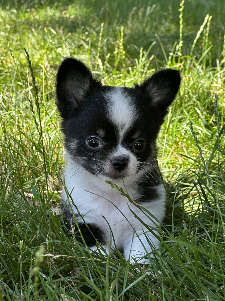 du moulin de madjurie - Chiots disponibles - Chihuahua