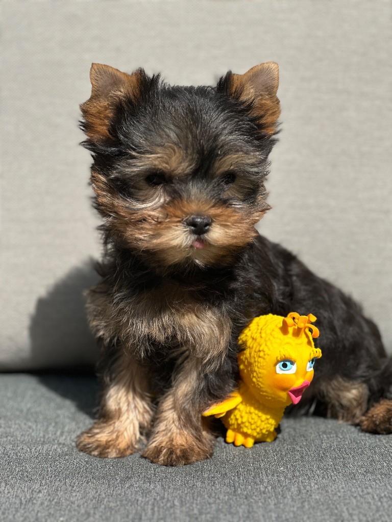 du moulin de madjurie - Chiots disponibles - Yorkshire Terrier