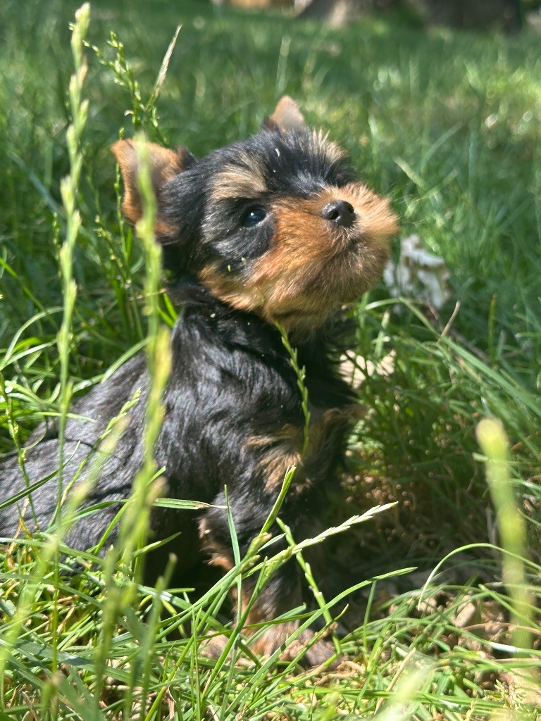 du moulin de madjurie - Chiots disponibles - Yorkshire Terrier
